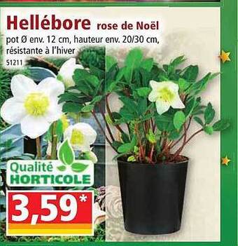 Norma Hellébore rose de noël offre