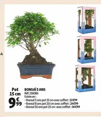 Auchan Bonsaï 5 ans offre