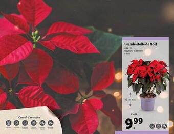 Lidl Grande étoile de noël offre