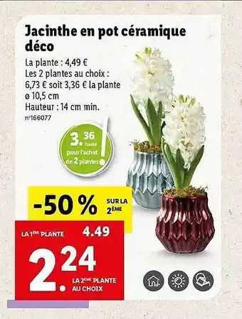 Lidl Jacinthe en pot céramique déco offre