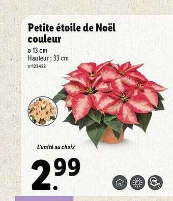 Petite étoile de noël couleur