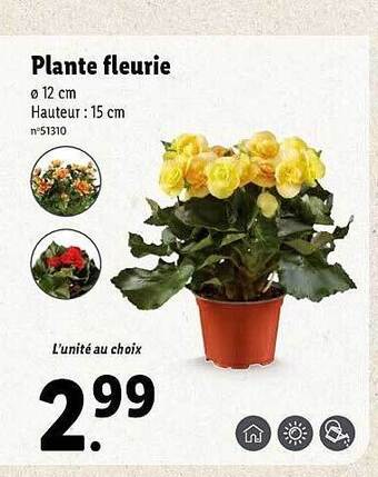 Lidl Plante fleurie offre