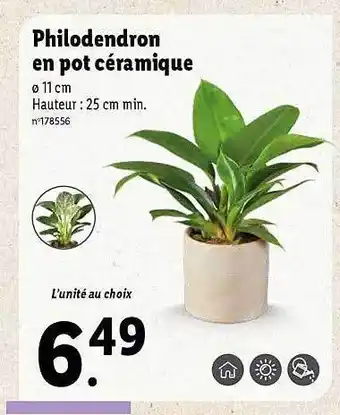 Lidl Philodendron en pot céramique offre