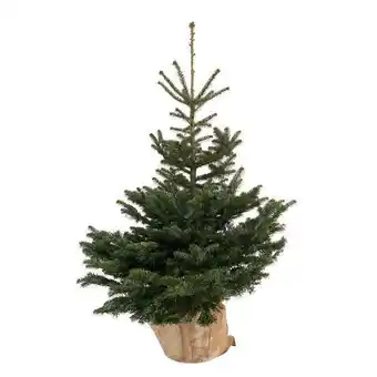 Truffaut Truffaut sapin de noël naturel abies nordmann : 100/125 cm offre