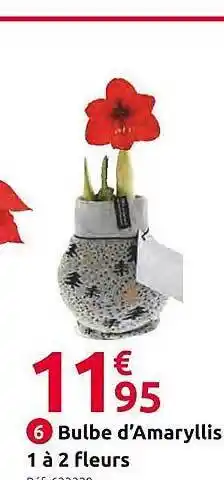 Mr Bricolage Bulbe d'amaryllis 1 à 2 fleurs offre