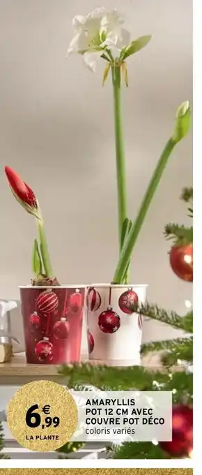Amaryllis pot 12cm Avec Couvre pot Deco