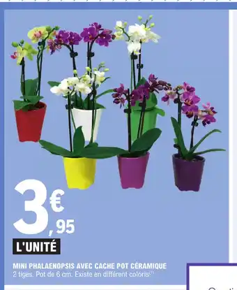 E.Leclerc Mini Phalaenopsis Avec Cache Pot Ceramique offre