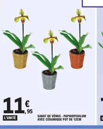 E.Leclerc Sabot de Venus Paphiopedilum Avec Ceramique Pot de 12cm offre