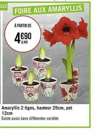 Amaryllis 2 tiges, hauteur 25 cm, pot 12 cm