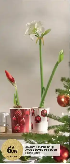 Intermarché Hyper Amaryllis pot 12 cm avec couvre pot déco offre