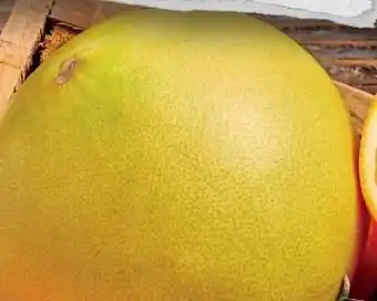 Colruyt Oranges bio offre