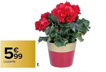 Carrefour Plante offre