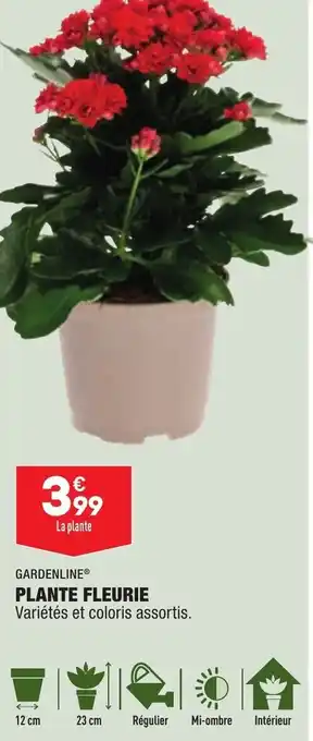 ALDI Plante Fleurie offre