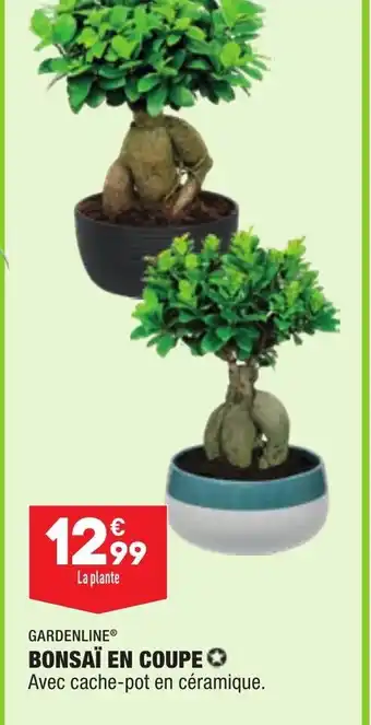 ALDI Bonsaï en Coupe offre