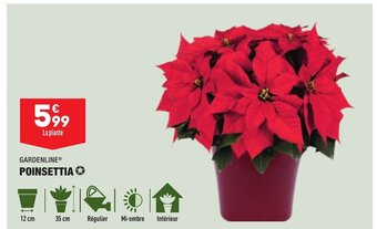 ALDI Poinsettia offre