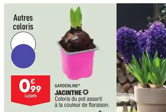 ALDI Jacinthe offre