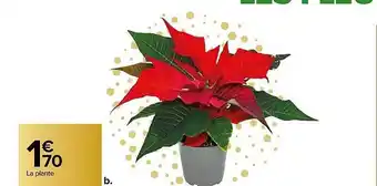 Carrefour Plante offre