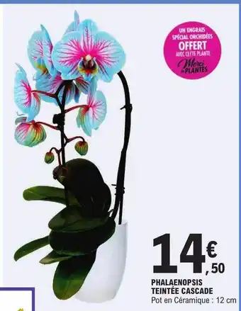 Phalaenopsis teintée cascade