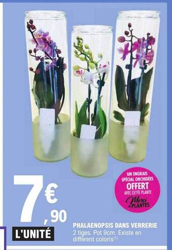 Phalaenopsis dans verrerie