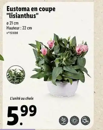 Lidl Eustoma En Coupe offre
