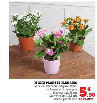 Hyper U Mixte plantes fleuries offre