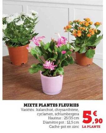 U Express Mixte plantes fleuries offre