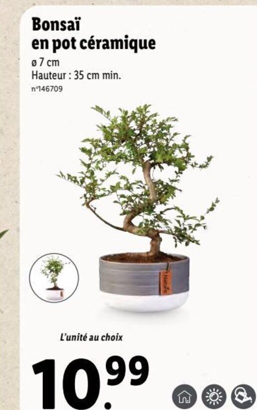Promo Bonsai En Pot Ceramique chez Lidl