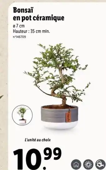 Lidl Bonsai En Pot Ceramique offre