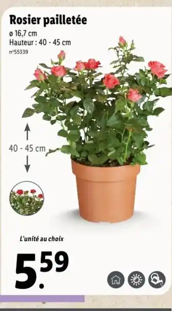 Lidl Rosier Pailletée offre