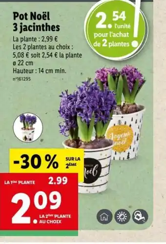 Lidl Pot Noel 3 Jacinthes offre