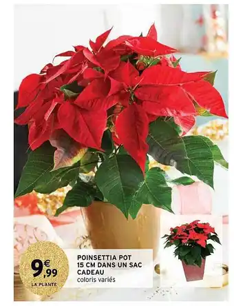 Intermarché Poinsettia pot 15 cm dans un sac cadeau offre