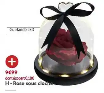 Rose sous cloche