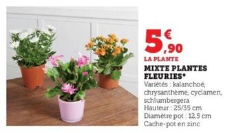 Super U Mixte plantes fleuries offre