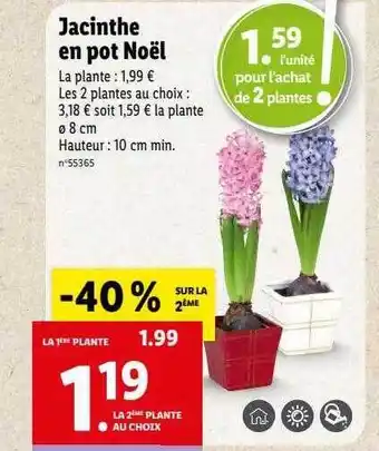 Lidl Jacinthe en pot noël offre