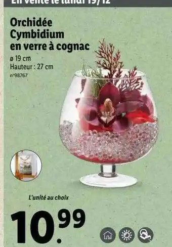 Lidl Orchidée cymbidium en verre à cognac offre