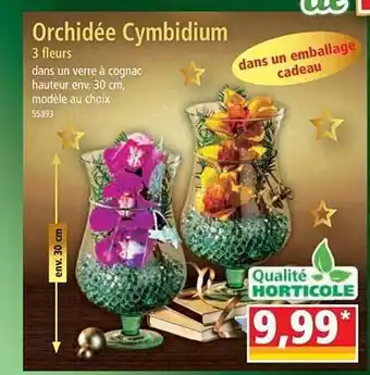 Norma Orchidée cymbidium 3 fleurs offre