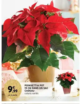 Intermarché Poinsettia Pot 15cm Dans Un Sac Cadeau offre