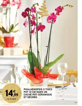 Intermarché Phalaenopsis 3 Tiges Pot 12cm Dans Un cache Pot Ceramique Et Decors offre
