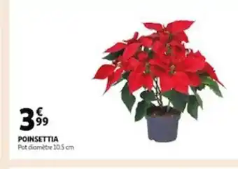 Auchan Poinsettia offre
