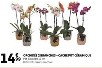 Auchan Orchidée 2 Branches +Cache Pot Céramique offre