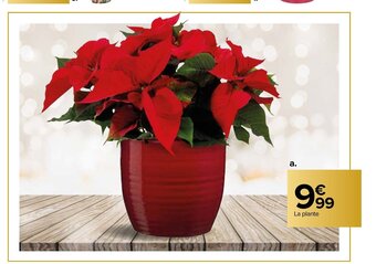Carrefour Poinsettia offre