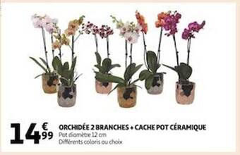 Auchan Orchidée 2 branches + cache pot céramique offre