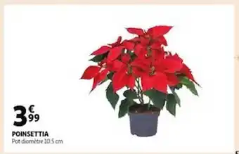 Auchan Poinsettia offre