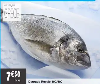 Daurade Royale 400/600