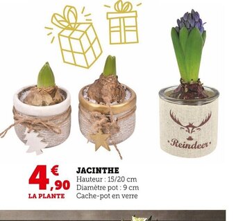 Jacinthe