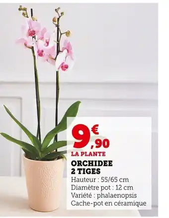 Super U Orchidee 2 Tiges offre