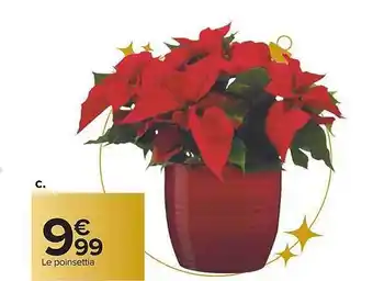 Carrefour Le poinsettia offre