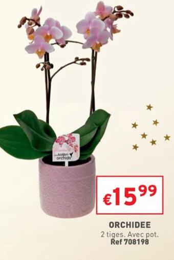 Trafic Orchidee offre