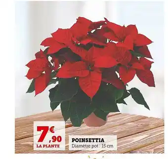 Super U Poinsettia offre