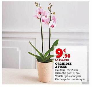 Super U Orchidée 2 tiges offre